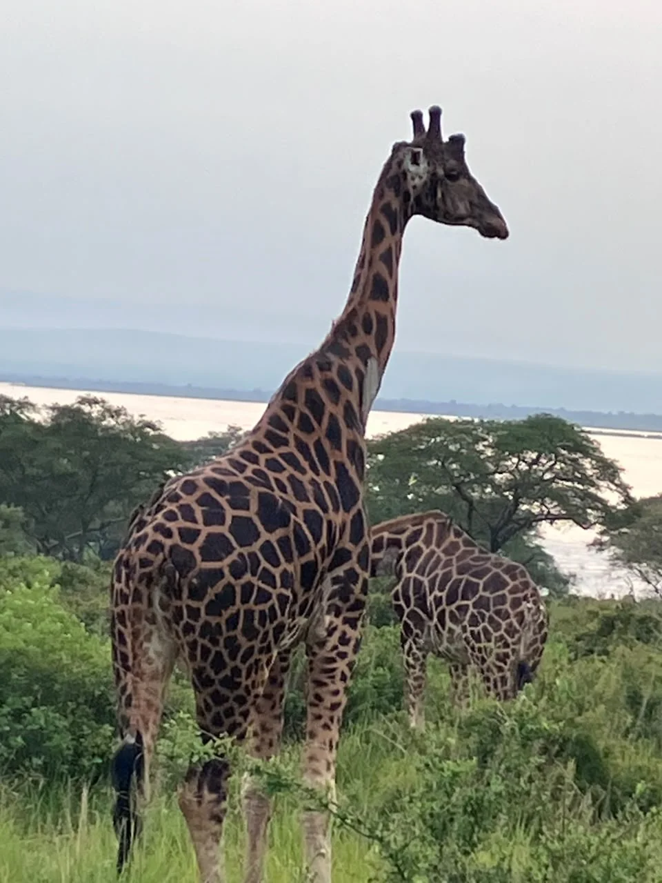 Family safari journey through giraffe country