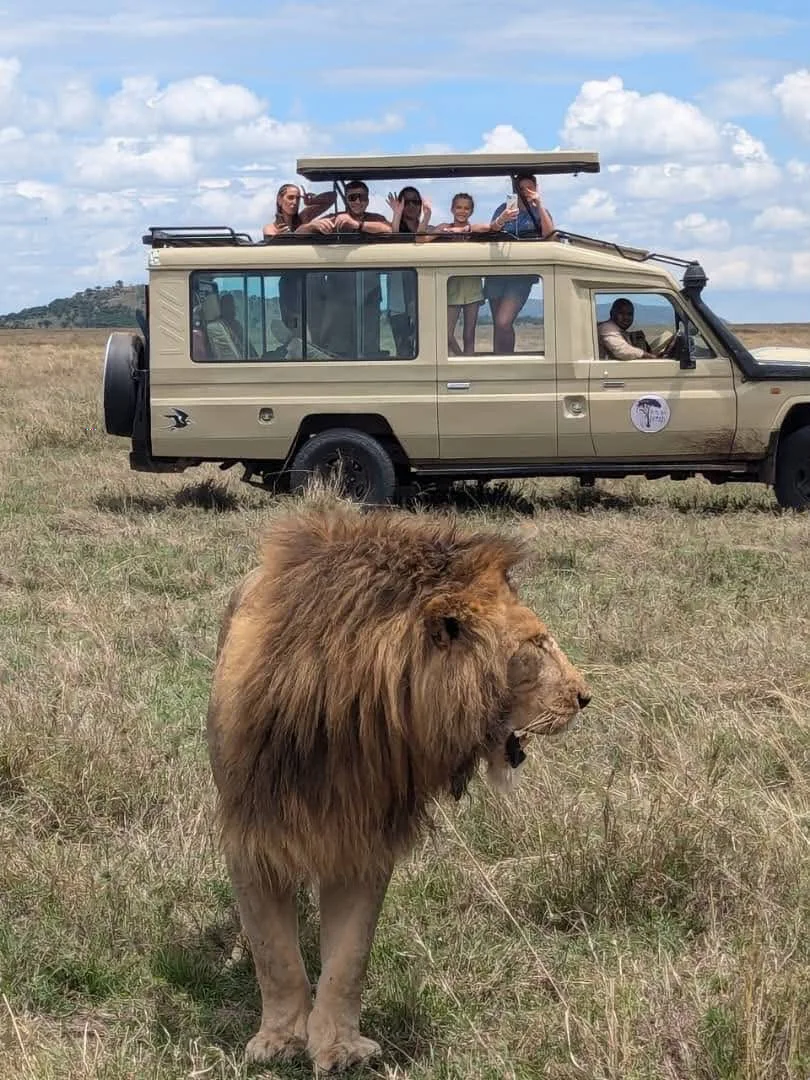 Photography cruiser beside a lion