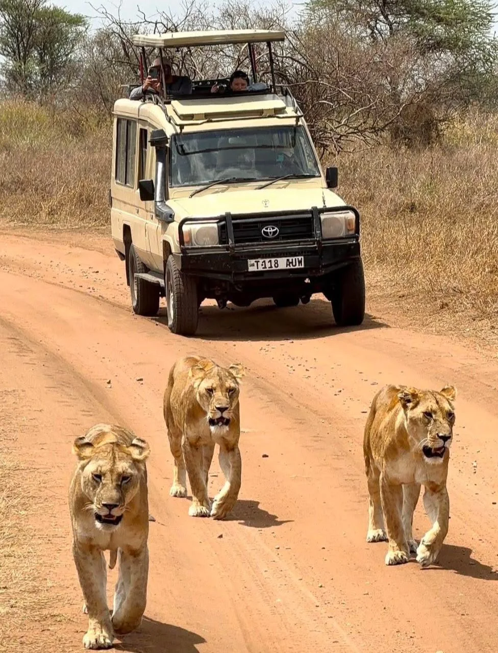 Extended safari Land Cruiser during a lion encounter